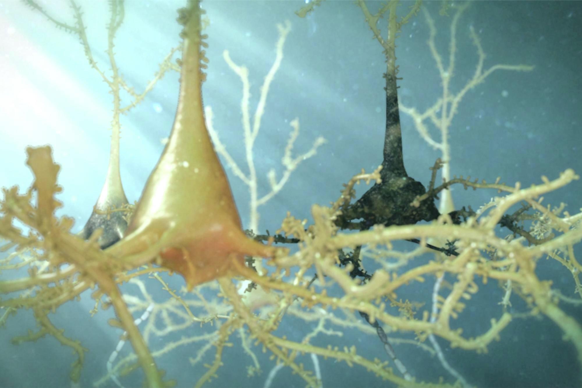 Traumatic Brain Injury Treated by Neurosurgeons in Baltimore – Mercy