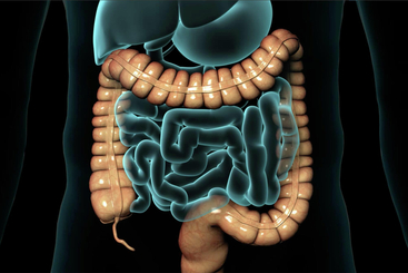 Lower GI Endoscopy (Sigmoidoscopy or Colonoscopy).jpg