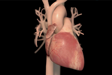 Effects of Congestive Heart Failure.jpg