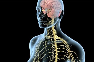 Peripheral Neuropathy.jpg