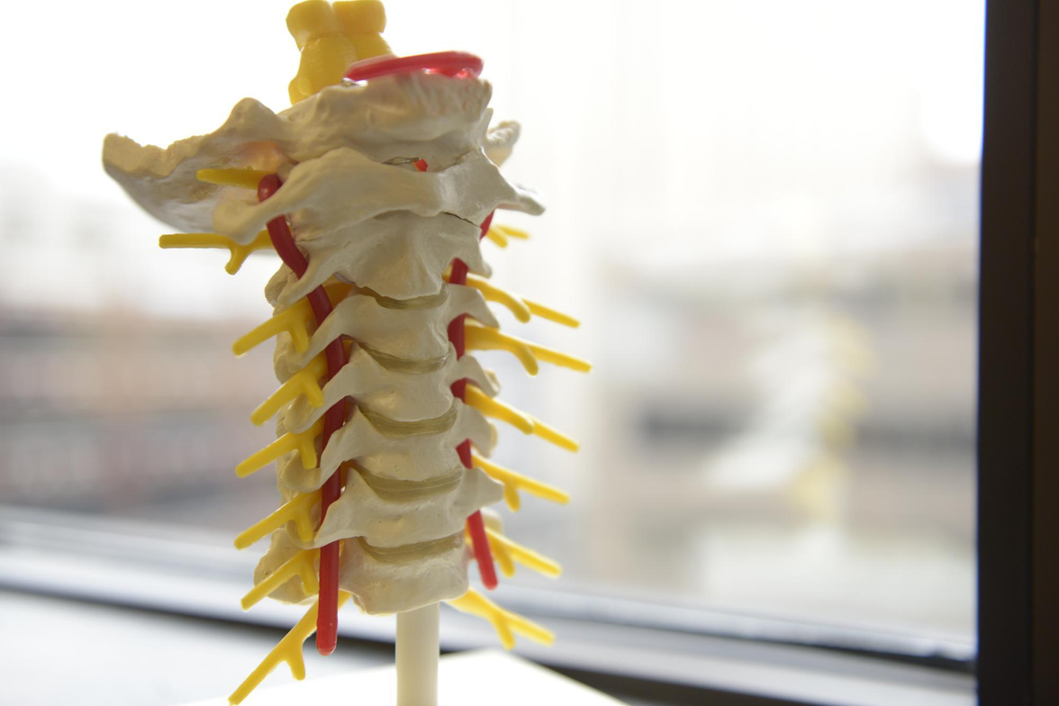 Park_Office_Spine_Models_Neurosurgery_2015_4826.JPG
